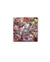 PECES LUCHADOR SIAM- FOTO 120x120